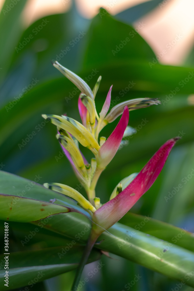 Fototapeta premium red and yellow flower