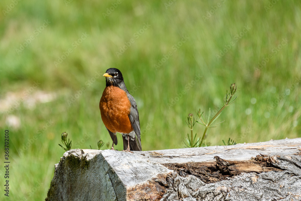 Signs of spring, American Robin standing on an old log on a sunny day, grass field in background
Signs of spring, American Robin standing on an old log on a sunny day, grass field in background