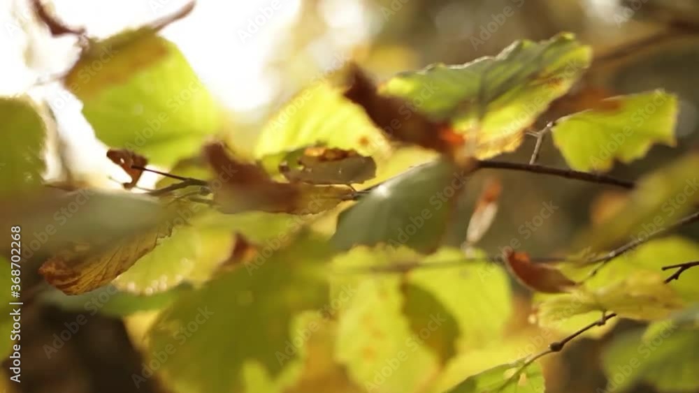 Relaxing nature video HD leaves Autumn Fall trees bark closeup out of focus dreamy footage of Swaying Ground Environment Sunset bokeh Leaves Relaxing nature video HD leaves Autumn Fall trees bark closeup out of focus dreamy footage of Swaying Ground Environment Sunset bokeh Leaves