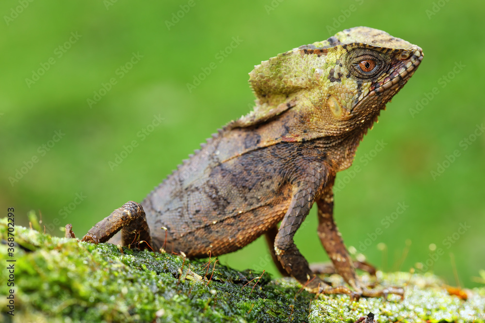 Male smooth helmeted iguana (Corytophanes cristatus) sitting on a log Male smooth helmeted iguana (Corytophanes cristatus) sitting on a log