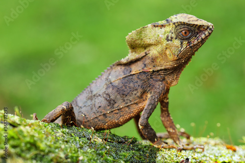 Male smooth helmeted iguana  Corytophanes cristatus  sitting on a log