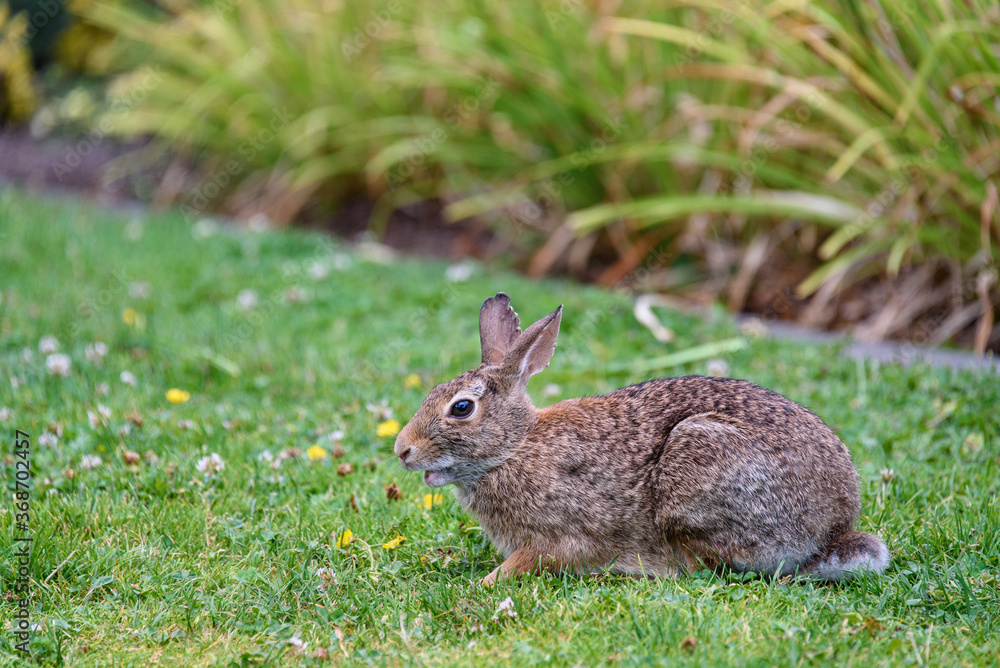 Adult native rabbit grazing on a clover in a green lawn
Adult native rabbit grazing on a clover in a green lawn