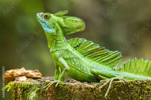 Tableau sur toile Male plumed basilisk (Basiliscus plumifrons) sitting on a stump