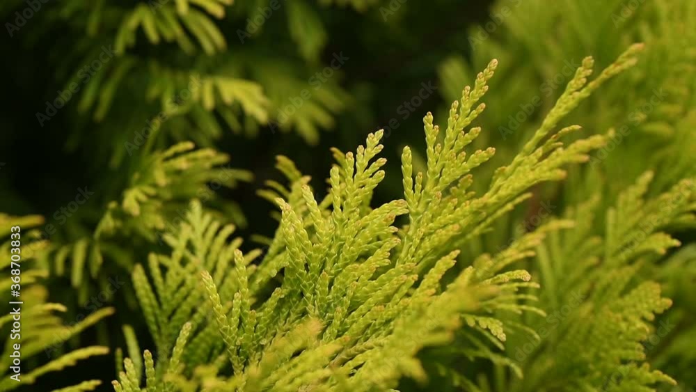 Thuja branches close-up slightly moves flutters in the wind in the garden in slow motion. Green and yellow evergreen tree foliage swaying, hedge in light breeze, spring or summer day. Wild nature
Thuja branches close-up slightly moves flutters in the wind in the garden in slow motion. Green and yellow evergreen tree foliage swaying, hedge in light breeze, spring or summer day. Wild nature