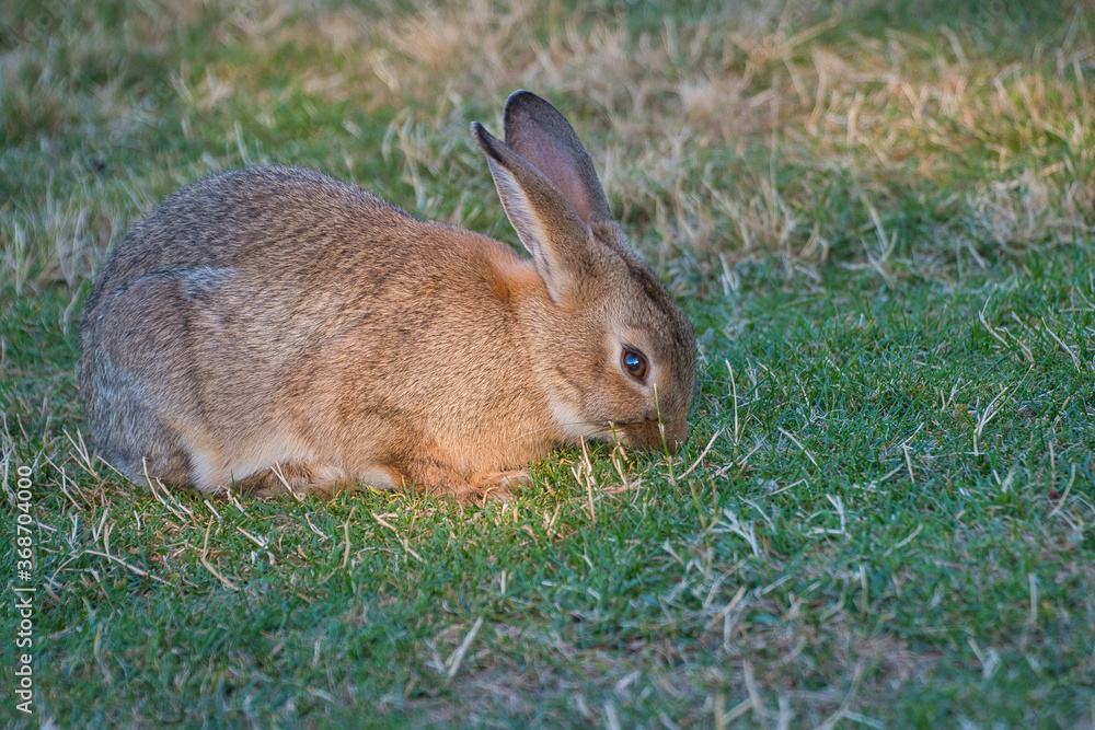 Fototapeta premium 2020-08-01 A LONE LIGHT BROWN WILD RABBIT ON WHIDBEY ISLAND WASHINGTON