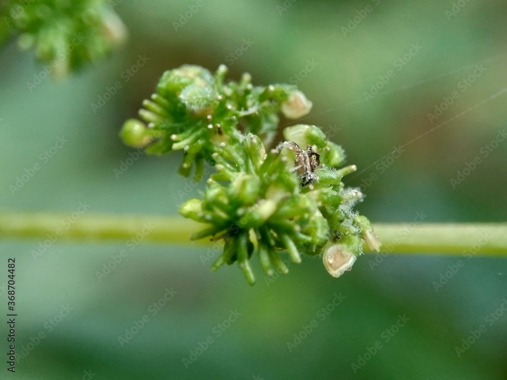Macro shot of laportea flower with a natural background. Indonesian call it lateng or jelatang. Macro shot of laportea flower with a natural background. Indonesian call it lateng or jelatang.