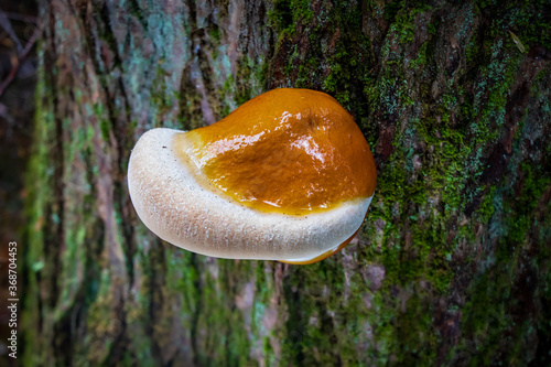 Young hemlock reishi mushroom (Ganoderma tsugae) growing on a tree photo