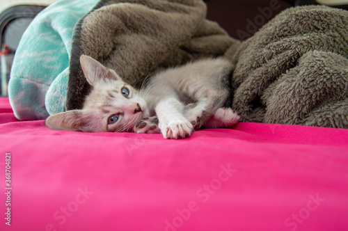 Hermosa gatita siames blanca rayada de ojos azules acostada entre cobijas con cama rosa photo