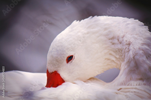 Portrait of a white swan nuzzling it's beak