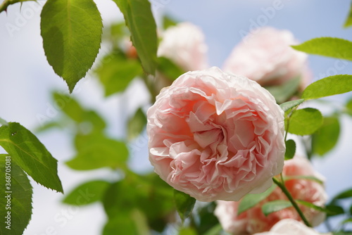 Faint Pink Flower of Rose 'St. Swithun' in Full Bloom
 photo