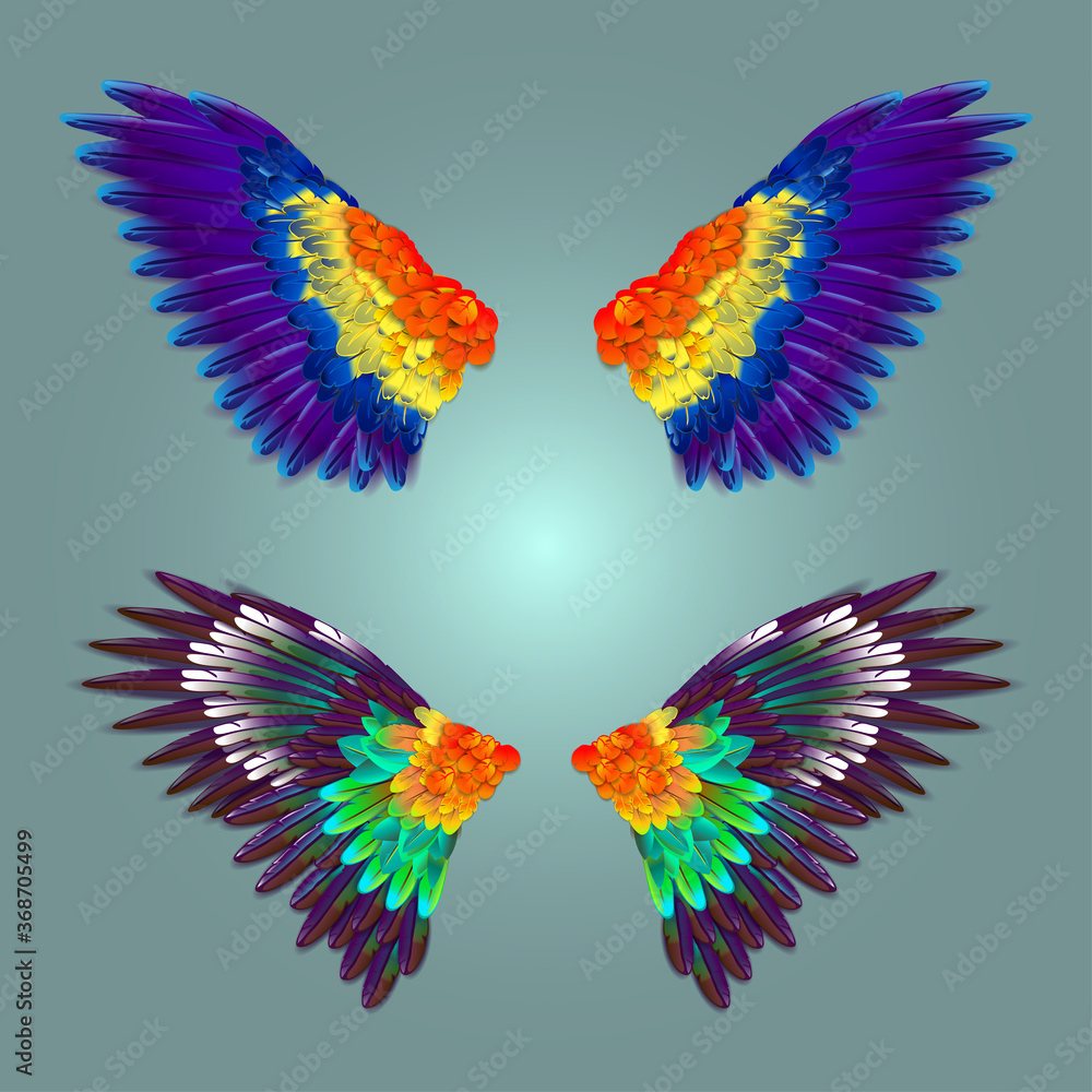 Obraz premium Attractive colorful wings