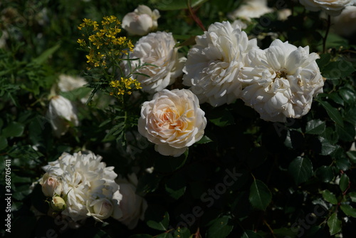 Faint Pink and White Flower of Rose 'Stephanie Guttenberg' in Full Bloom 