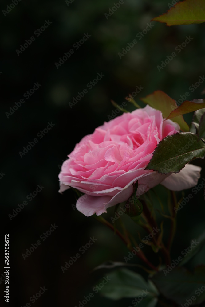 Fototapeta premium Light Pink Flower of Rose 'Strawberry Daiquiri' in Full Bloom 