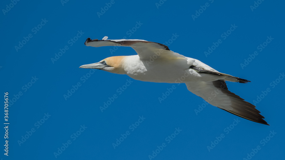 Obraz premium Gannet