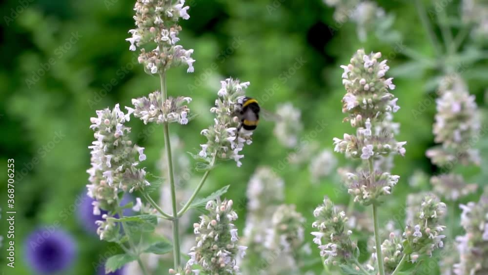 A bee that collects nectar and pollinates honey plants, slow motion A bee that collects nectar and pollinates honey plants, slow motion