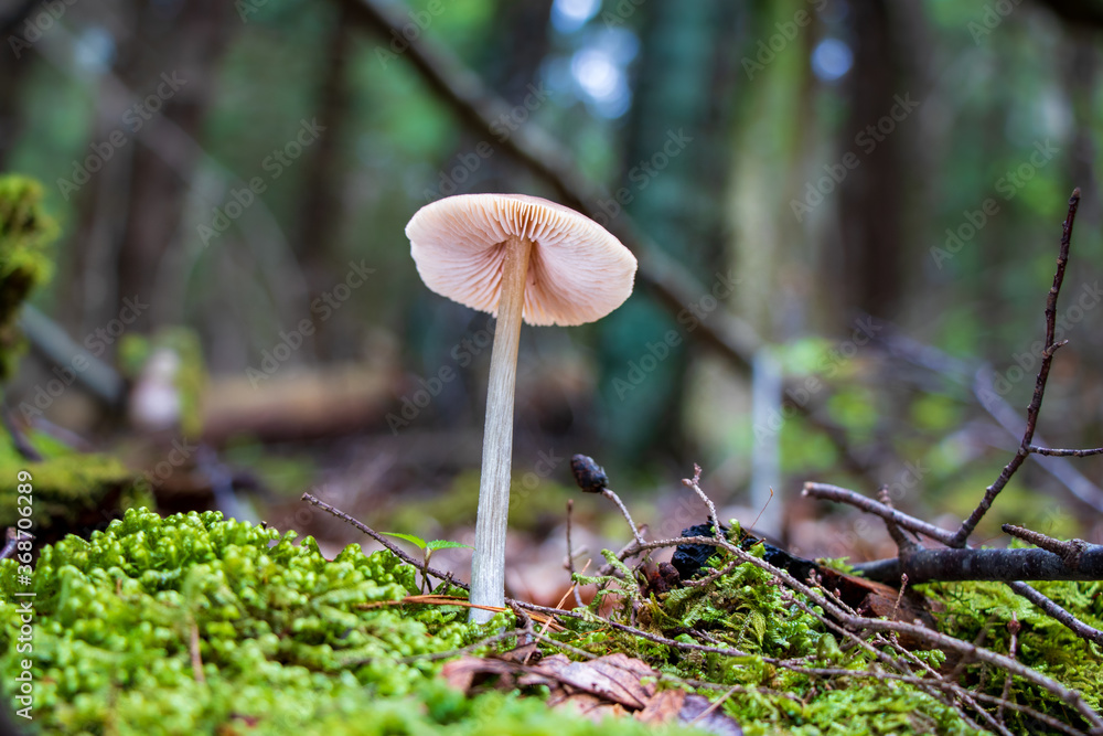 Gilled mushroom growing in the woods Gilled mushroom growing in the woods