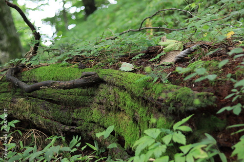 nature in mitake mountain   japan  tokyo