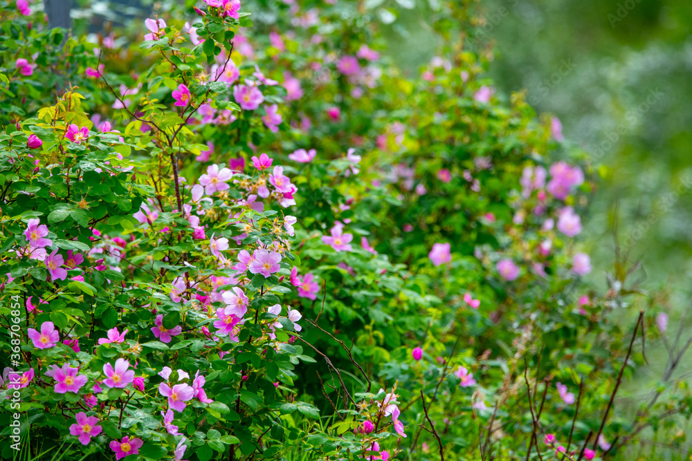 Bright, beautiful pink & green summertime bush blooming. 