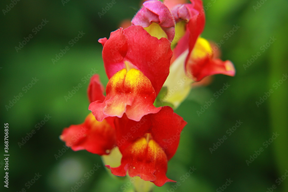 red and yellow tulip