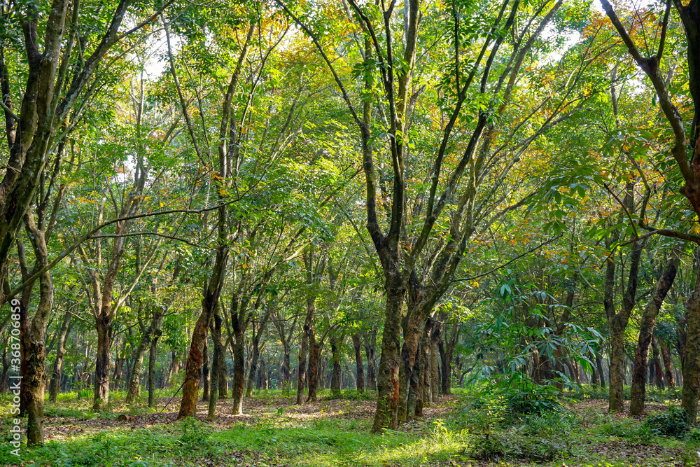 Beautiful old trees on rubber plantation with autumn season. Colorful leaves and morning sunlight. 