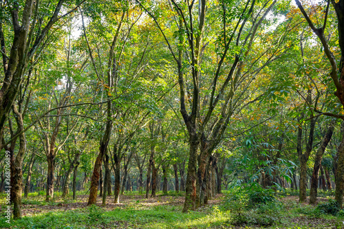 Beautiful old trees on rubber plantation with autumn season. Colorful leaves and morning sunlight. 