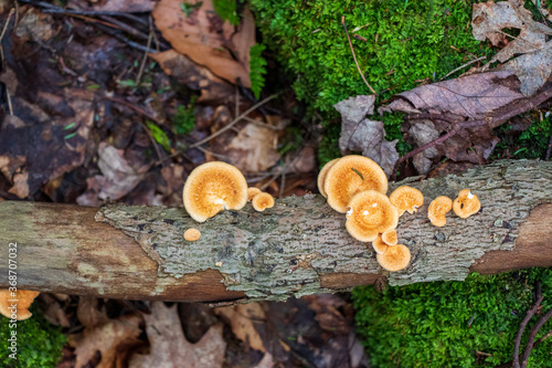 Neofavolus alveolaris (hexagonal-pored polypore) growing in the woods photo