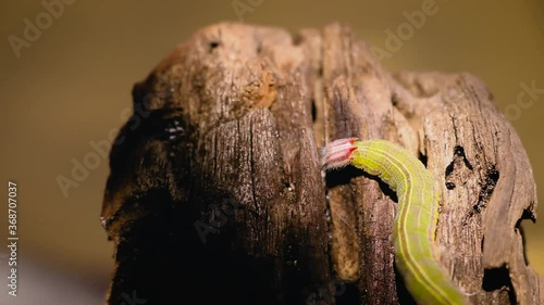 Green worm with white and red hairs head,  red horns and striped body  walks a fallen trunk tree with sunlight and shadows