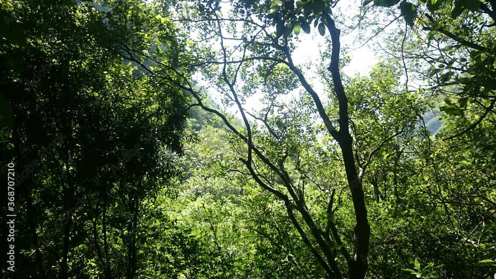 Fototapeta premium sun rays through trees