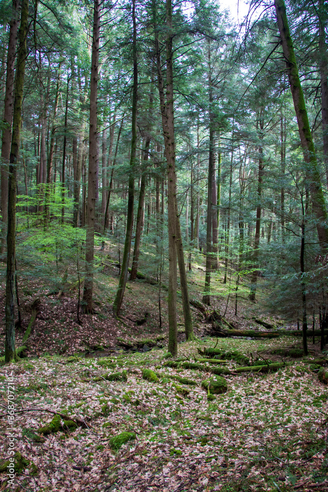 Forest landscape in Cook Forest State Park Forest landscape in Cook Forest State Park