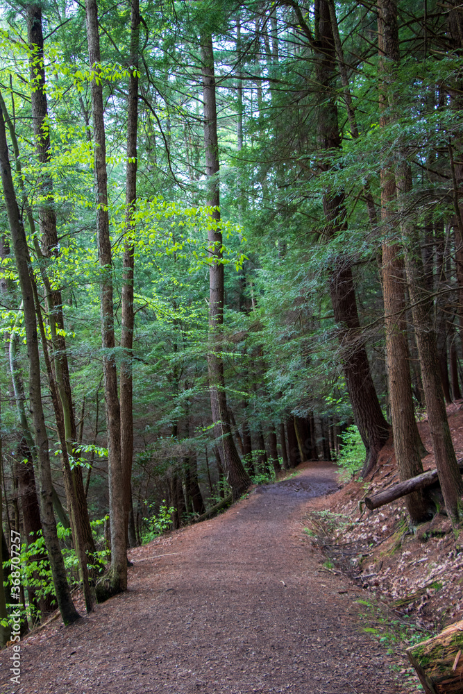 Path in the Cook Forest State Park Path in the Cook Forest State Park