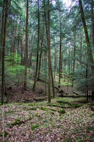 Forest landscape in Cook Forest State Park