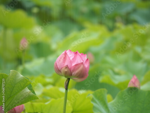 Wallpaper Mural 雨に濡れる蓮 Torontodigital.ca