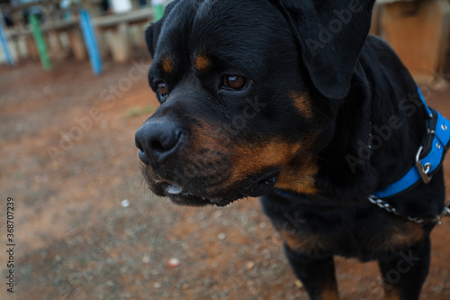  happy rottweiler dog wanting to play posing for photo