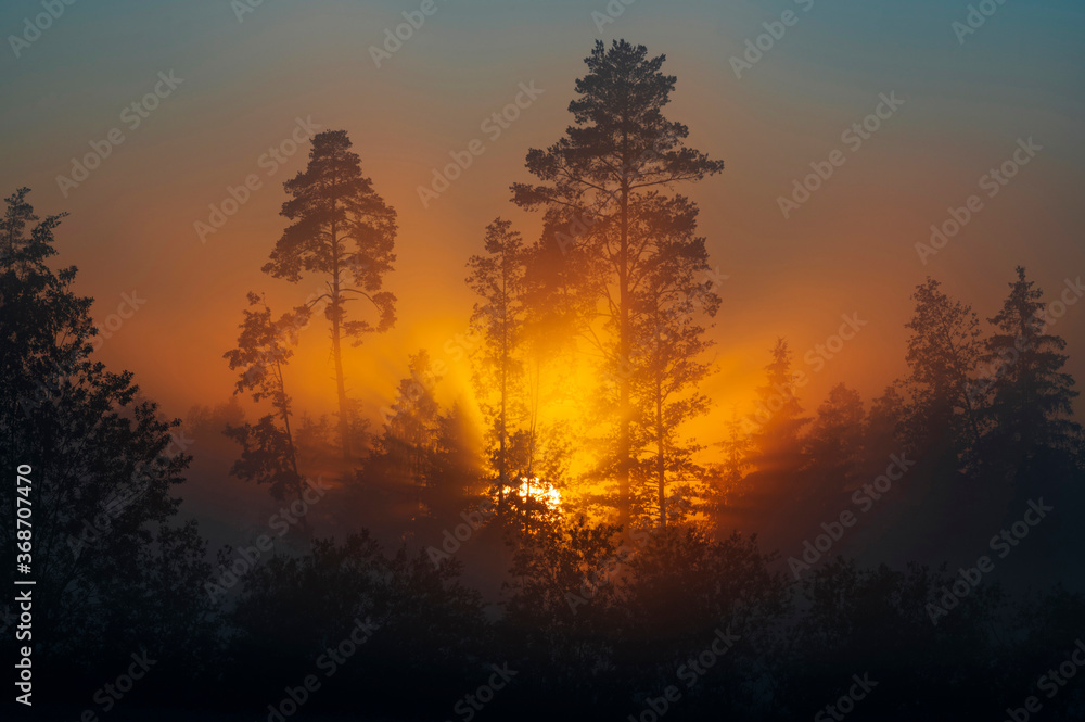 Beautiful sun rays breaking thought forest full of fog  during summer sunrise.