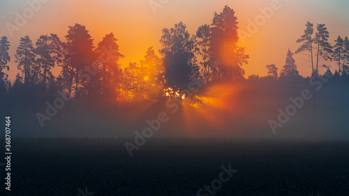 Beautiful sun rays breaking thought forest full of fog during summer sunrise.