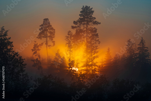 Beautiful sun rays breaking thought forest full of fog  during summer sunrise.