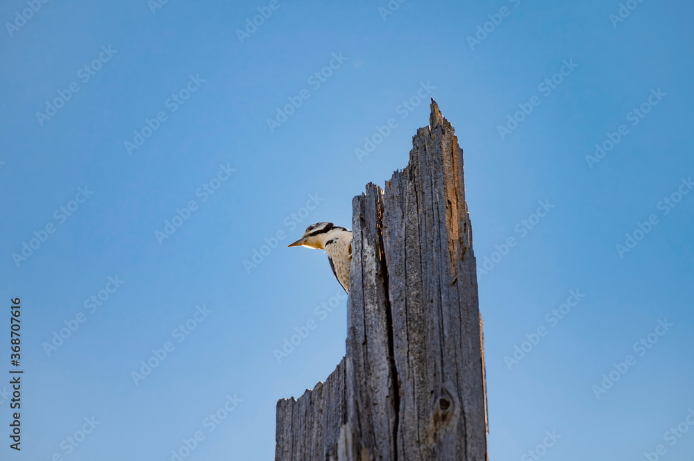 Woodpecker bird on an old tree  with blue sky background