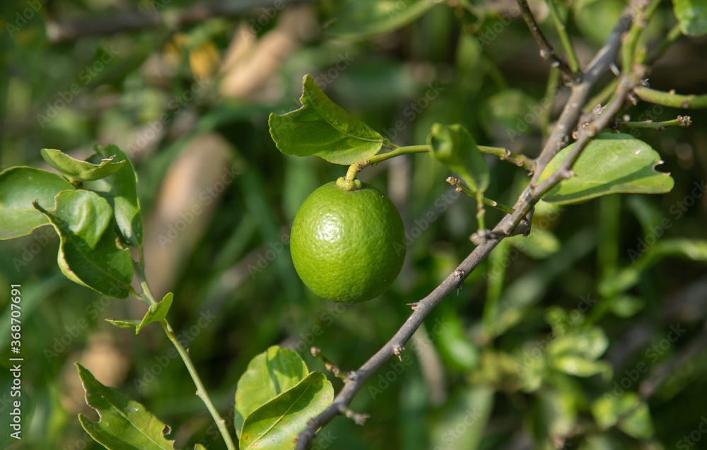 Close up shot of fresh, bright green with yellowish lemon (or lime) on the branch of tree in the organic rural garden in the northern Thailand. Fruit is ripe and ready to harvest for selling