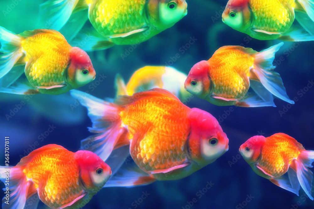golden fish golden fish