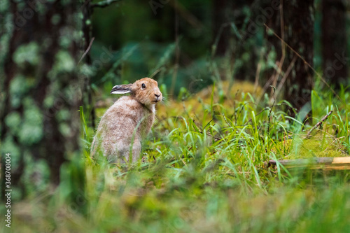 Wild baby hare in dark moody forest (hugh ISO image) photo