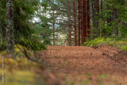 Wild baby hare in dark moody forest (hugh ISO image) photo