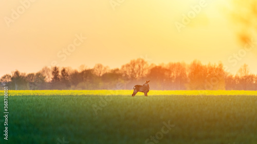 Young roe deer in tall green grass during summer morning