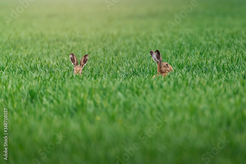 Wild hare in green agriculture field during sunrise © valdisskudre