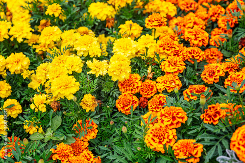 A flower bed with blooming marigolds. Close-up. Backgrounds and textures. Space for text.