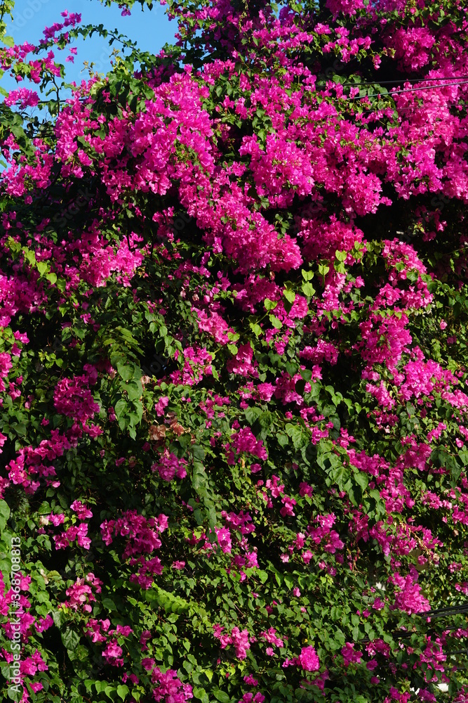 Bougainvillea in Sanur, Bali Bougainvillea in Sanur, Bali