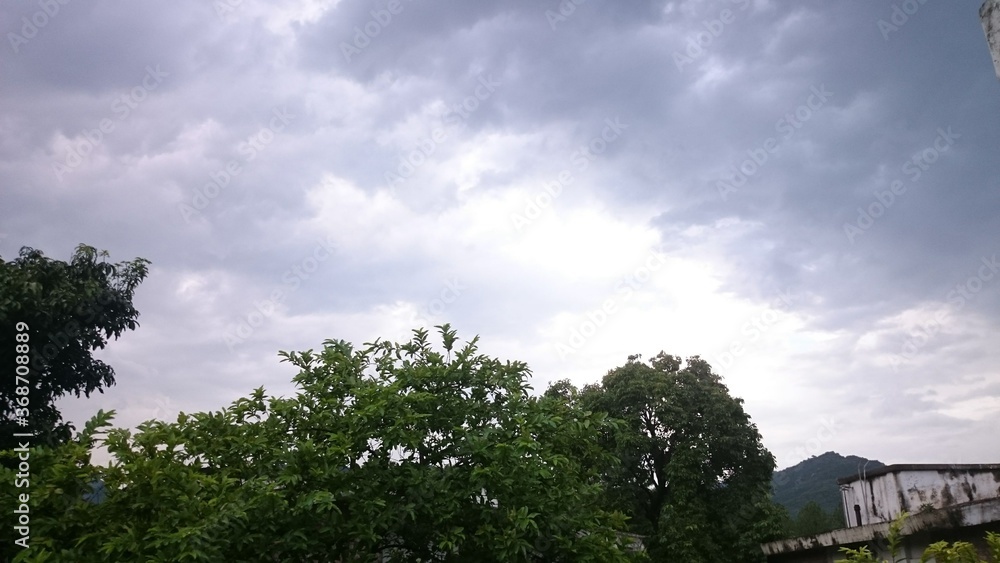 Obraz premium trees and clouds