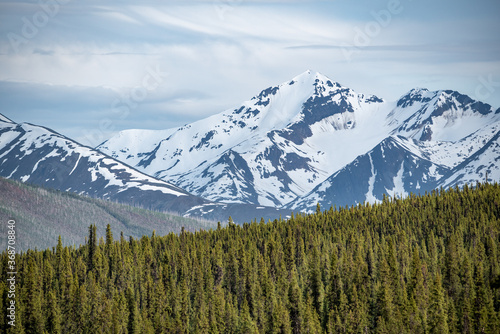 Mountain view scene of snow capped mountains and forest, wilderness woods view in foreground. 