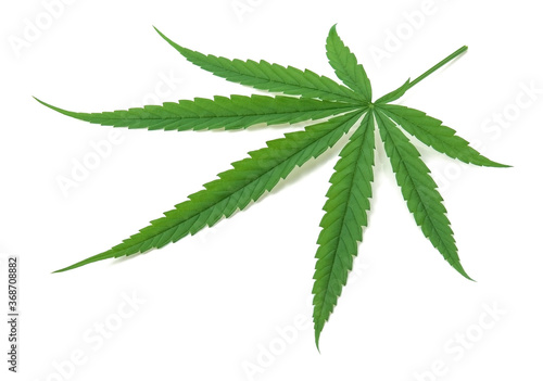 Cannabis leaf, marijuana isolated on white background photo