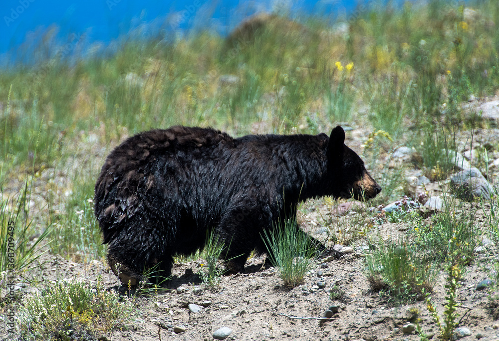 Black bear taking a hillside hike