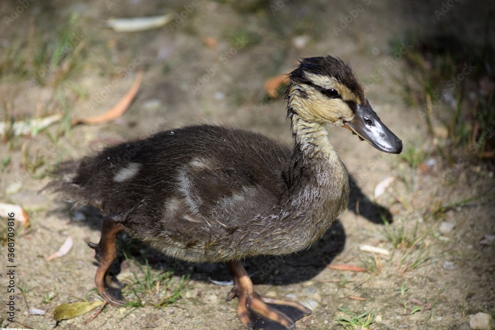Obraz premium Duckling in park